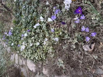 IMG_3911.jpeg