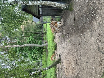 IMG_9629.jpeg
