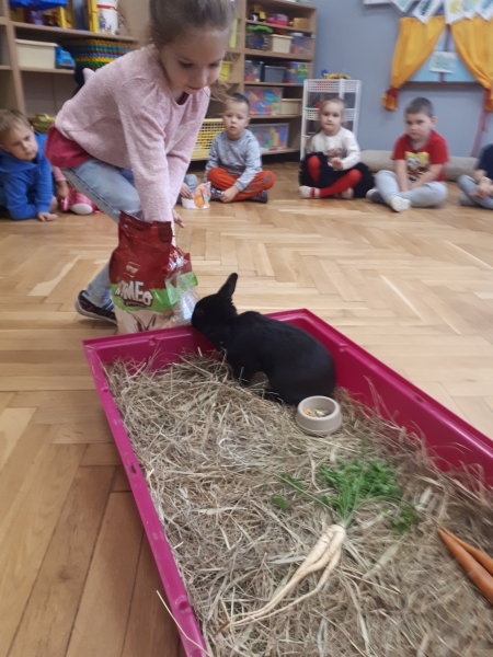 Kangurki - dbamy o zwierzęta wizyta królika Stefana