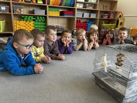 Króliczki - domowe zwierzęta 