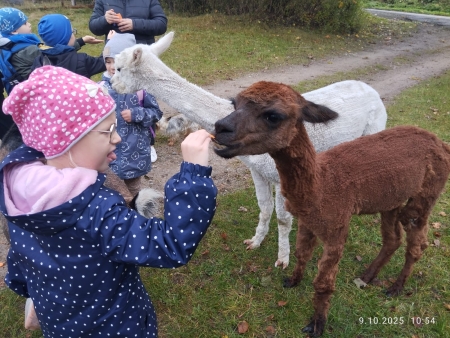 Sówki - zagroda alpak 