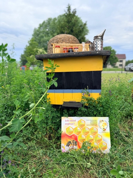Kangurki - poznają świat pszczół 