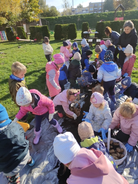 Misie, Kangurki - wykopki „Moc ziemniaków” 